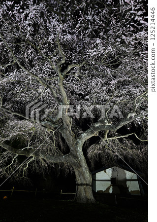 Illumination of the weeping cherry blossoms of Yarisawa 125214446