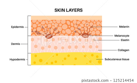 Melanin and melanocytes 125214454