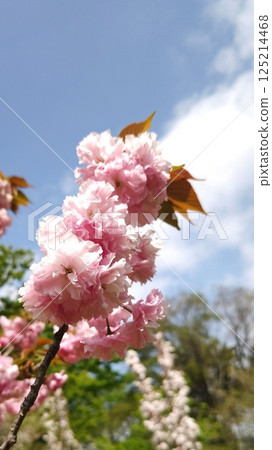 Beautiful cherry blossoms against the blue sky. Spring. Sunny. Beautiful. Beautiful cherry blossoms against the blue sky. Spring. Sunny. Beautiful. 125214468