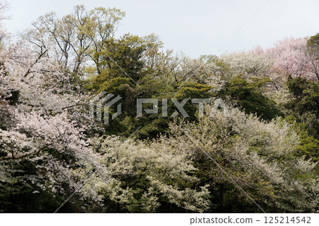 色彩繽紛的櫻花風景 125214542