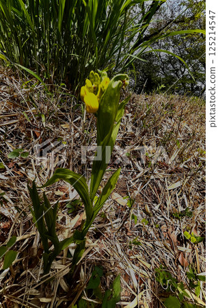 Wild calanthe Wild calanthe 125214547