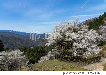 1000-year-old Tarumi Cherry Blossom, Hyogo Prefecture 125214610