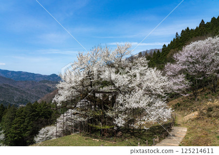 1000-year-old Tarumi Cherry Blossom, Hyogo Prefecture 125214611