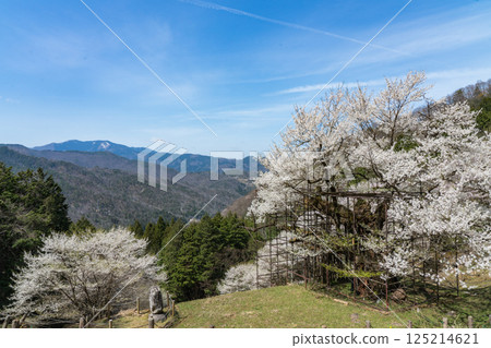 1000-year-old Tarumi Cherry Blossom, Hyogo Prefecture 125214621