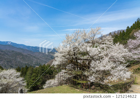 1000-year-old Tarumi Cherry Blossom, Hyogo Prefecture 125214622