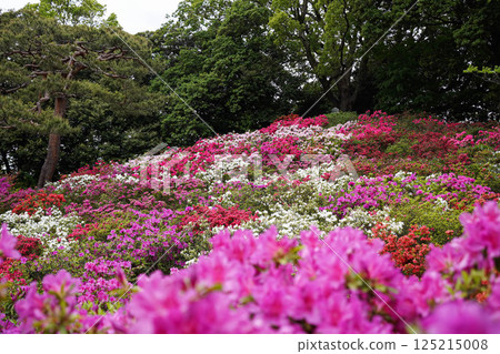 Azaleas in full bloom Azaleas in full bloom 125215008