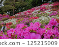 杜鵑花盛開 125215009