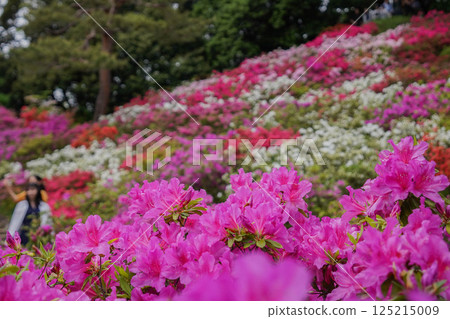 杜鵑花盛開 125215009