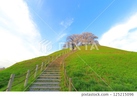 櫻花在Sakimata土墩墓公園 櫻花在Sakimata土墩墓公園 125215096