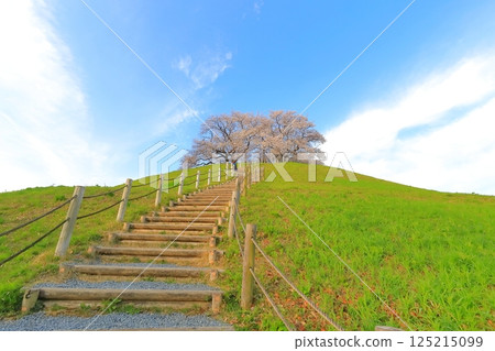Cherry blossoms at Sakimata Mound Tomb Park 125215099