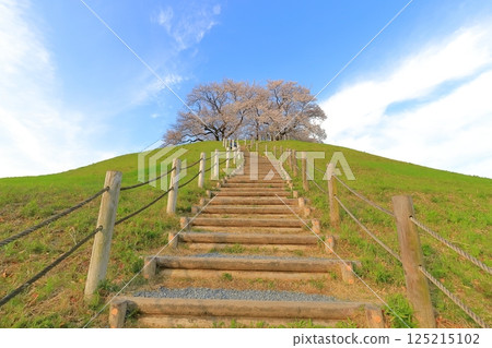 Cherry blossoms at Sakimata Mound Tomb Park 125215102