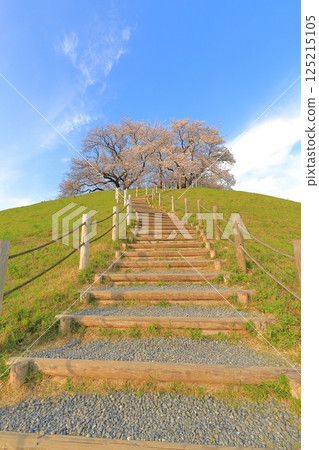 Cherry blossoms at Sakimata Mound Tomb Park 125215105