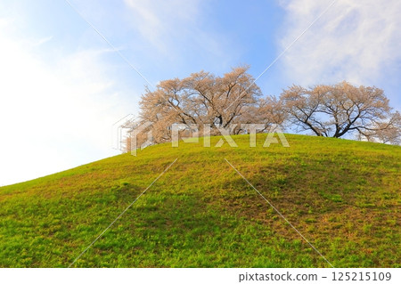 Cherry blossoms at Sakimata Mound Tomb Park 125215109