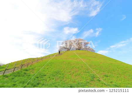 Cherry blossoms at Sakimata Mound Tomb Park 125215111