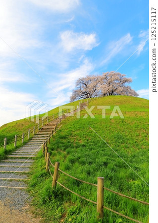 櫻花在Sakimata土墩墓公園 125215117