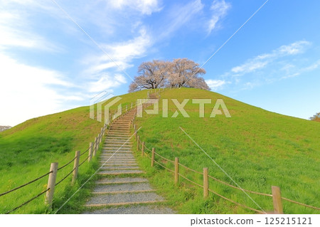 櫻花在Sakimata土墩墓公園 125215121