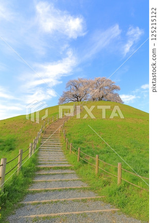 Cherry blossoms at Sakimata Mound Tomb Park 125215122