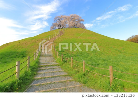 櫻花在Sakimata土墩墓公園 125215126