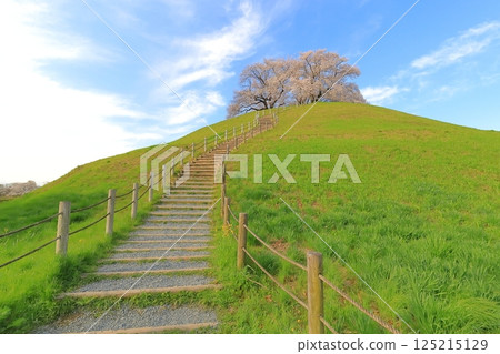 Cherry blossoms at Sakimata Mound Tomb Park 125215129