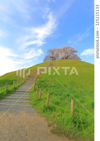 Cherry blossoms at Sakimata Mound Tomb Park Cherry blossoms at Sakimata Mound Tomb Park 125215133