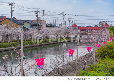 (Toyama Prefecture) Shinminato, Imizu City - East Bridge over the cherry blossom-lined Hojotsunai River (Toyama Prefecture) Shinminato, Imizu City - East Bridge over the cherry blossom-lined Hojotsunai River 125215162