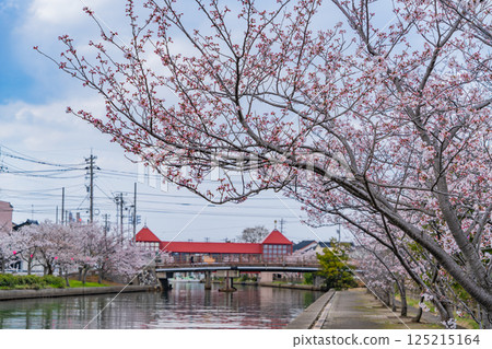 （富山縣）射水市新湊 - 橫跨櫻花盛開的寶城內川的東橋 125215164