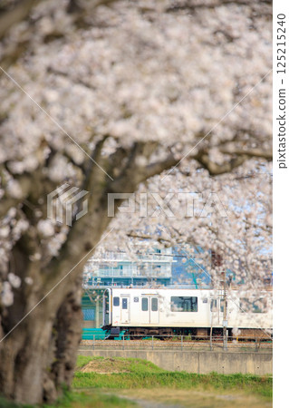 醉白磯川沿岸的櫻花樹和305系列車（JR九州） 125215240