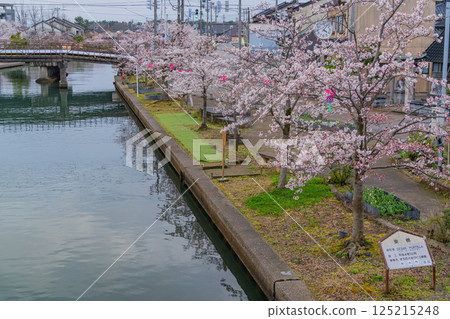 (Toyama Prefecture) Shinminato, Imizu City, the cherry blossom-lined Hojotsunai River (Toyama Prefecture) Shinminato, Imizu City, the cherry blossom-lined Hojotsunai River 125215248