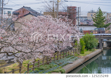 (富山縣)射水市新湊,櫻花盛開的寶城內川 (富山縣)射水市新湊,櫻花盛開的寶城內川 125215249