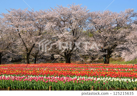 Aqua Paradise Patio, Fukaya City, Saitama Prefecture Blue sky and tulips in the morning 125215635
