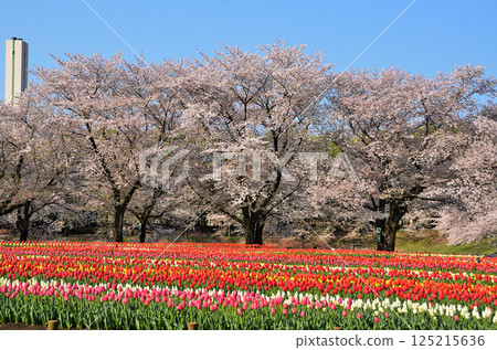 Aqua Paradise Patio, Fukaya City, Saitama Prefecture Blue sky and tulips in the morning Aqua Paradise Patio, Fukaya City, Saitama Prefecture Blue sky and tulips in the morning 125215636