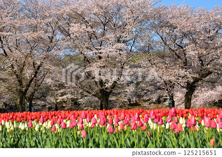 Aqua Paradise Patio, Fukaya City, Saitama Prefecture Blue sky and tulips in the morning Aqua Paradise Patio, Fukaya City, Saitama Prefecture Blue sky and tulips in the morning 125215651