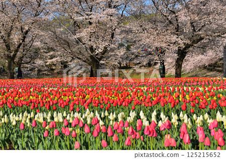 Aqua Paradise Patio, Fukaya City, Saitama Prefecture Blue sky and tulips in the morning 125215652