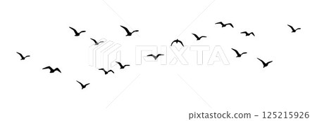 bird, dove, gull 125215926