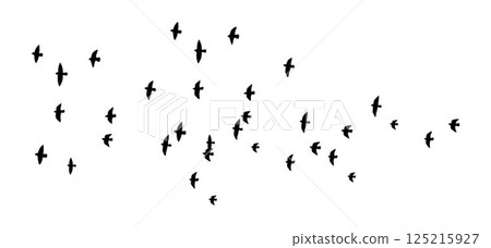 bird, gull, pigeon 125215927
