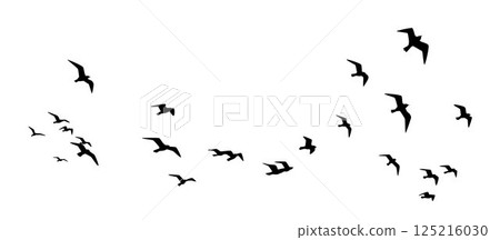 bird, gull, pigeon 125216030