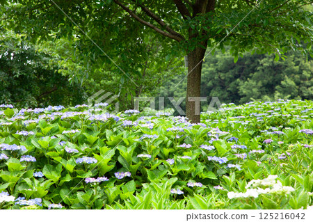 公園裡的一簇繡球花 125216042