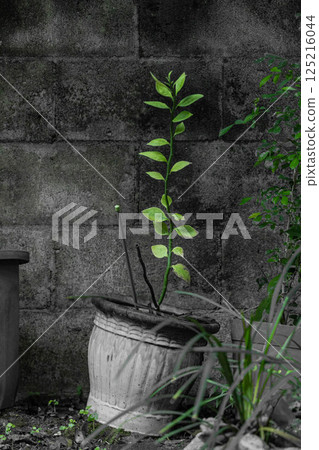 Beautiful plants growing upwards 125216044