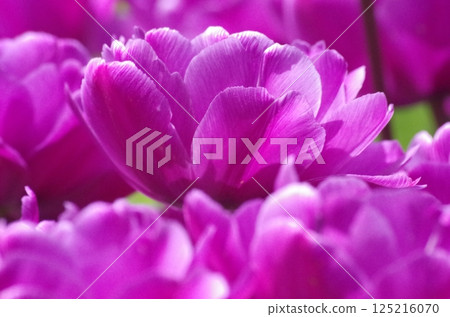 Red tulip 125216070