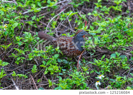 Taiwan Bamboo Partridge Foraging on Forest Floor in Spring. 125216084