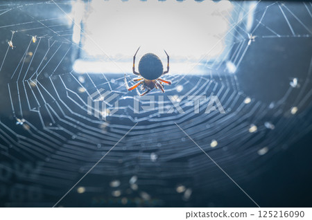 Spider in Web at Twilight in Ruifang, New Taipei City, Taiwan. 125216090