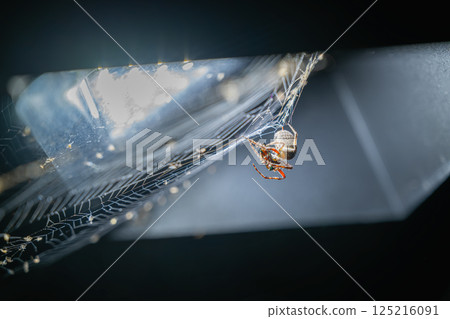 Twilight Feast: Nature's Silent Hunter. Twilight Feast: Nature's Silent Hunter. 125216091