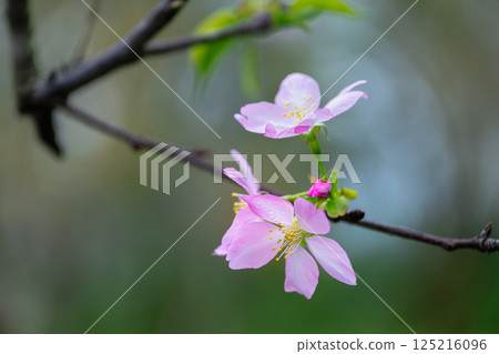 Cherry Blossoms in Spring Morning at Yuchi, Nantou County, Taiwan. 125216096