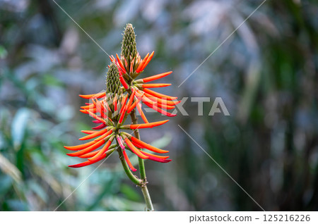 Red Erythrina Blooms in Yuchi Township Mountains, Taiwan - Spring Afternoon. Red Erythrina Blooms in Yuchi Township Mountains, Taiwan - Spring Afternoon. 125216226