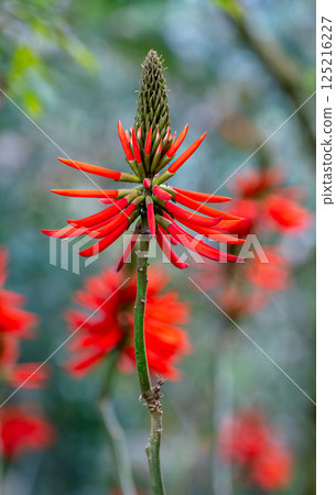 Red Coral Tree Blossoms - Nantou, Taiwan. Red Coral Tree Blossoms - Nantou, Taiwan. 125216227