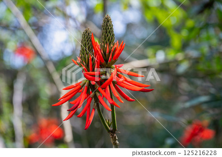 Red Erythrina Blooms in Yuchi Township Mountains, Taiwan - Spring Afternoon. Red Erythrina Blooms in Yuchi Township Mountains, Taiwan - Spring Afternoon. 125216228