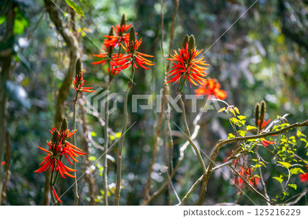 Red Coral Tree Blossoms - Nantou, Taiwan. Red Coral Tree Blossoms - Nantou, Taiwan. 125216229