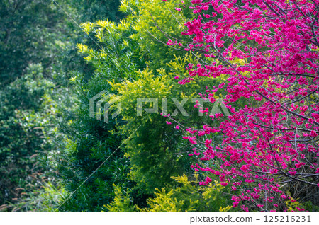 Cherry Blossoms in Springtime, Yuchi Township, Taiwan. Cherry Blossoms in Springtime, Yuchi Township, Taiwan. 125216231