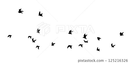 bird, dove, pigeon 125216326