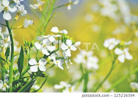 開花在春天公園的Ipheion uniflora白花 開花在春天公園的Ipheion uniflora白花 125216394